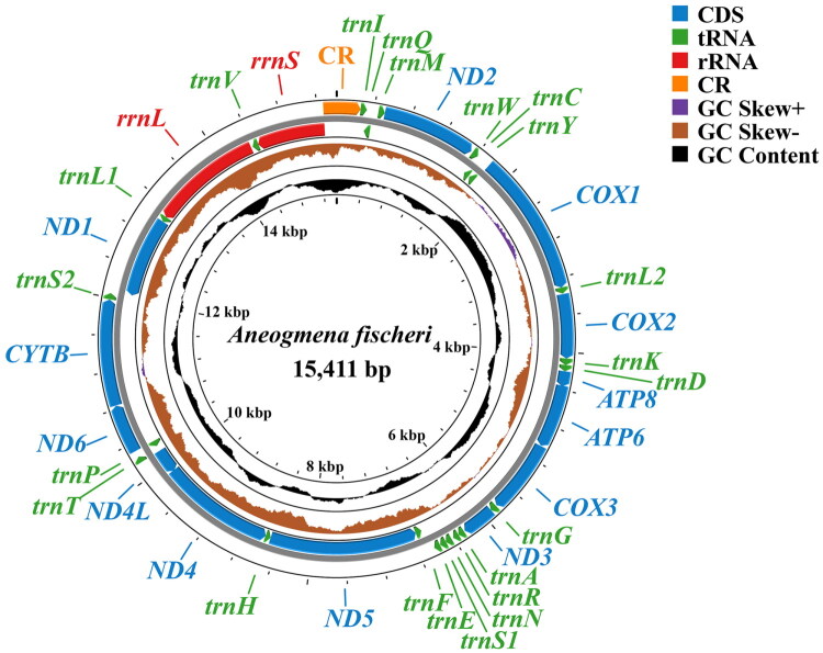 The complete mitochondrial genome of <i>Aneogmena fischeri</i> (Brauer & Bergenstamm, 1891) (Diptera: Tachinidae) with phylogenetic analysis.