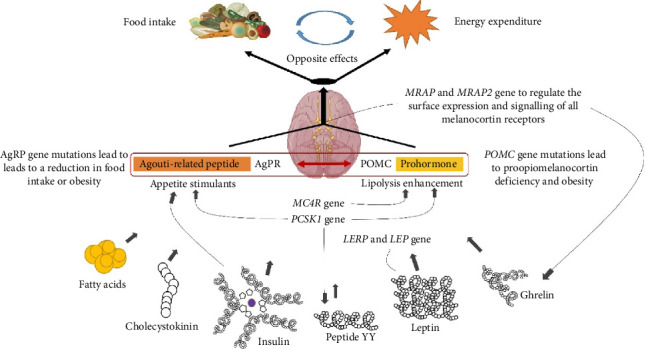 Genetic Landscape of Obesity in Children: Research Advances and Prospects.