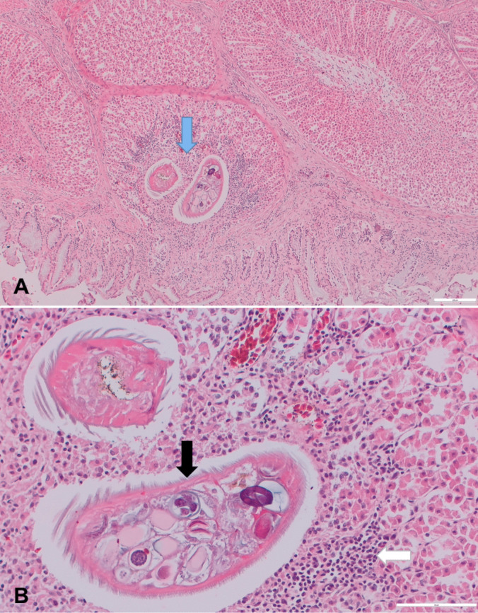 Microtetrameres cloacitectus in Eurasian buzzard (Buteo buteo): pathology, phylogenetics, and seasonality.