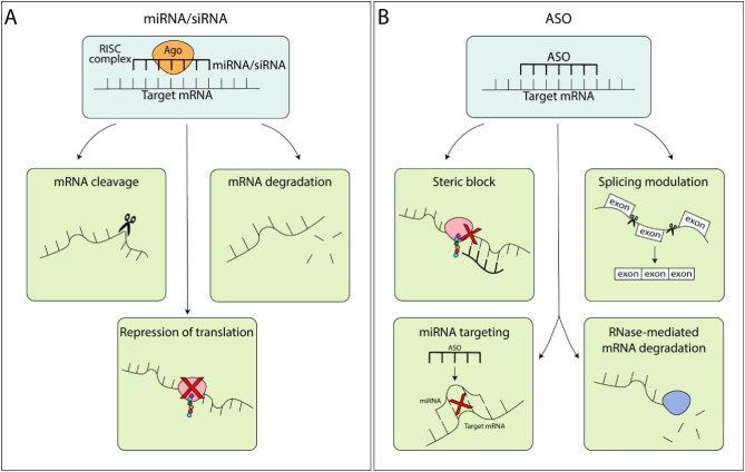 RNA therapeutics in kidney diseases: prospects and current status.