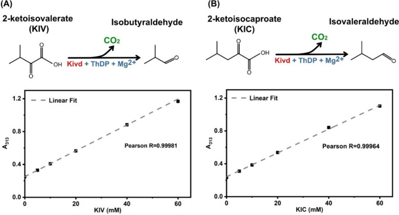 Directed evolution of α-ketoisovalerate decarboxylase for improved isobutanol and 3-methyl-1-butanol production in cyanobacteria