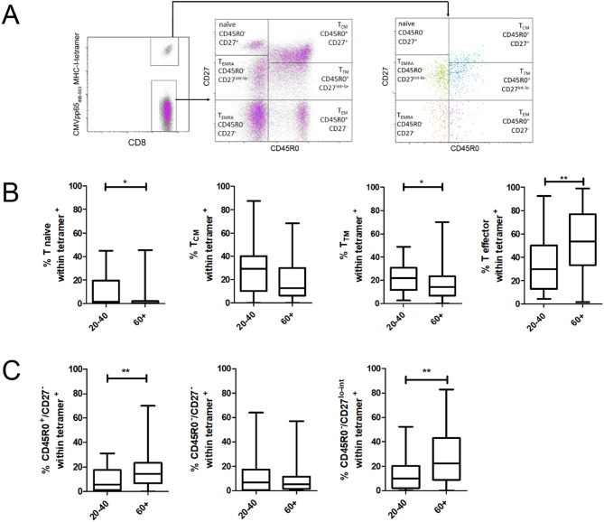 Different CMV-specific effector T cell subtypes are associated with age, CMV serostatus, and increased systolic blood pressure.