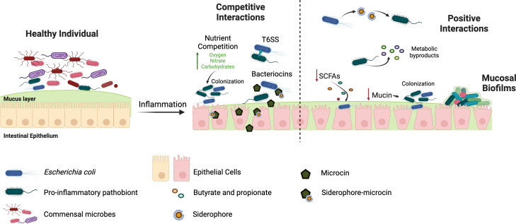 Working together: gut microbe-microbe interactions shape host inflammation.