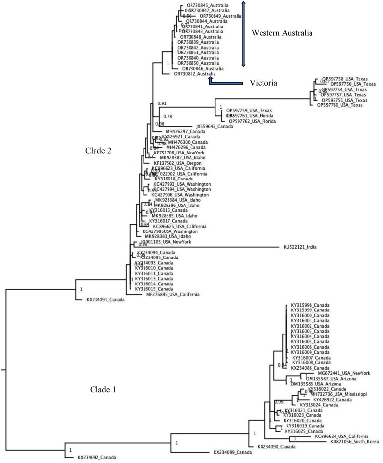 First detection and tracing of grapevine red blotch virus (GRBV) in Australia using tiled amplicon sequencing