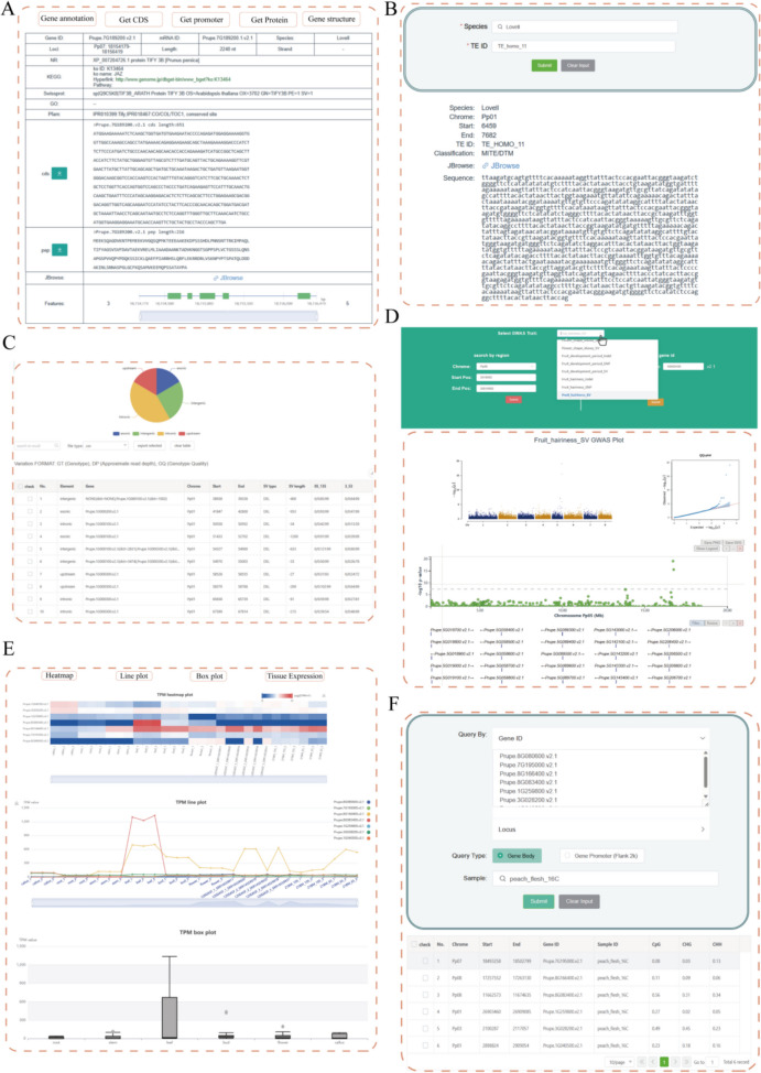 PeachMD: a multi-omics database for peach.