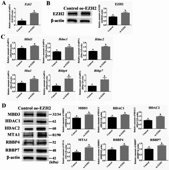 Interaction and regulatory expression of Polycomb and NuRD complexes in mouse embryonic stem cell under PKC inhibition.