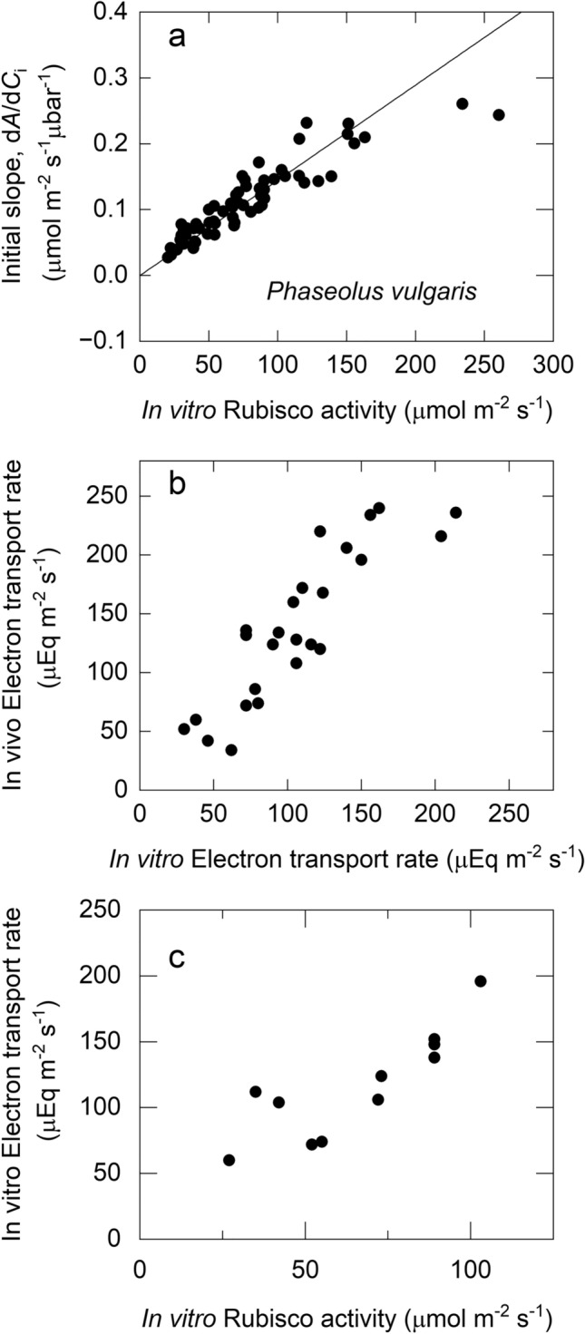 A perspective: some relationships between the biochemistry of photosynthesis and the gas exchange of leaves (Planta 153, 376-387).