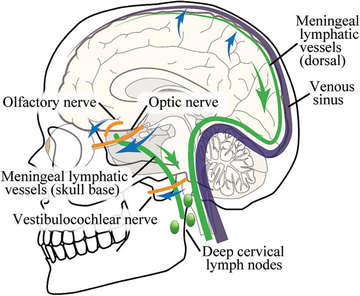 The glymphatic system in oncology: from the perspective of a radiation oncologist.