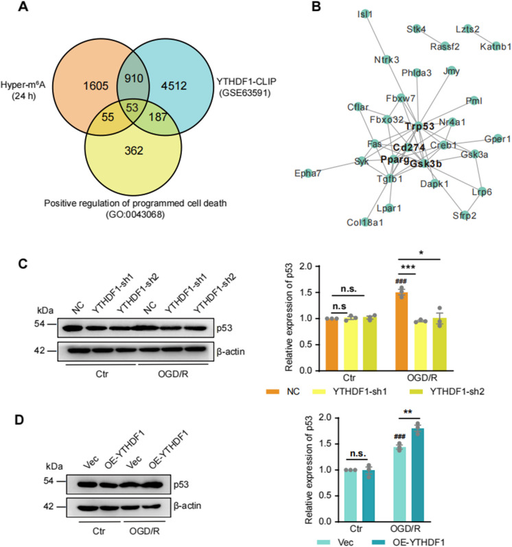 YTHDF1 promotes p53 translation and induces ferroptosis during acute cerebral ischemia/reperfusion through m<sup>6</sup>A-dependent binding.