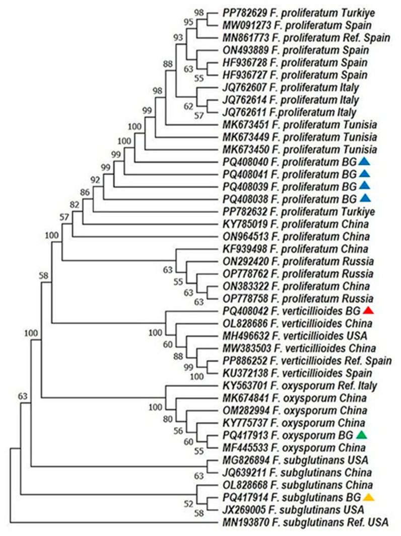 Novel DNA Barcoding and Multiplex PCR Strategy for the Molecular Identification and Mycotoxin Gene Detection of <i>Fusarium</i> spp. in Maize from Bulgaria.