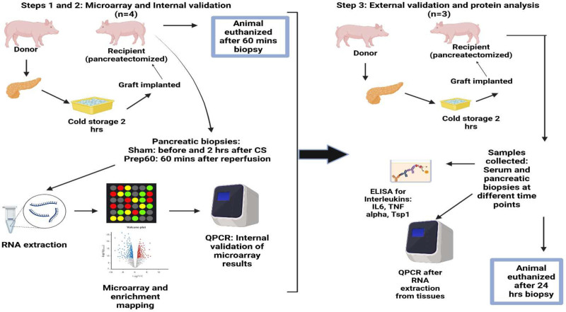 Establishing and Validating a Biomolecular Signature of Ischemia/Reperfusion Injury in a Porcine Pancreas Allotransplantation Model.