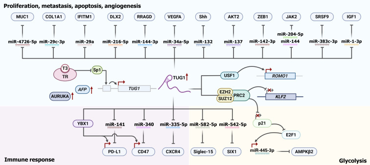 Deciphering the role of <i>taurine-upregulated gene 1</i> in liver diseases: Mechanisms, clinical relevance, and emerging therapeutic opportunities.