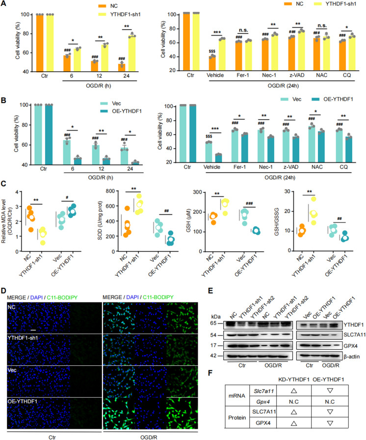 YTHDF1 promotes p53 translation and induces ferroptosis during acute cerebral ischemia/reperfusion through m<sup>6</sup>A-dependent binding.