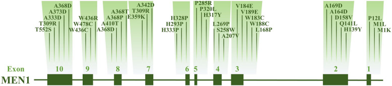 Multiple endocrine neoplasia type 1 with neuroglycopenic symptoms with a novel heterozygous MEN1 gene mutation.