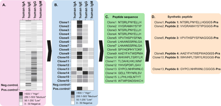 Identification of novel human IgE-binding peptides from a phage display library for total IgE detection.