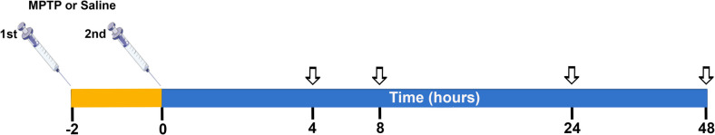 Dynamic Changes in Oxidative Stress and Epigenetic Modifications in the Ventral Mesencephalon and Striatum of MPTP-Treated Mice: Implications for Parkinson's Disease Pathogenesis.