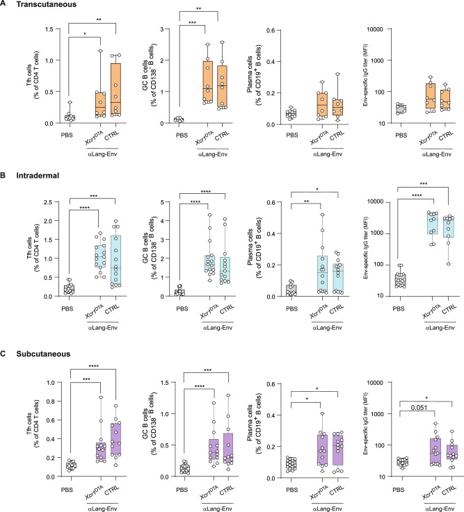 Targeting Langerhans cells via skin delivery of HIV Envelope enhances the antibody response to vaccination.