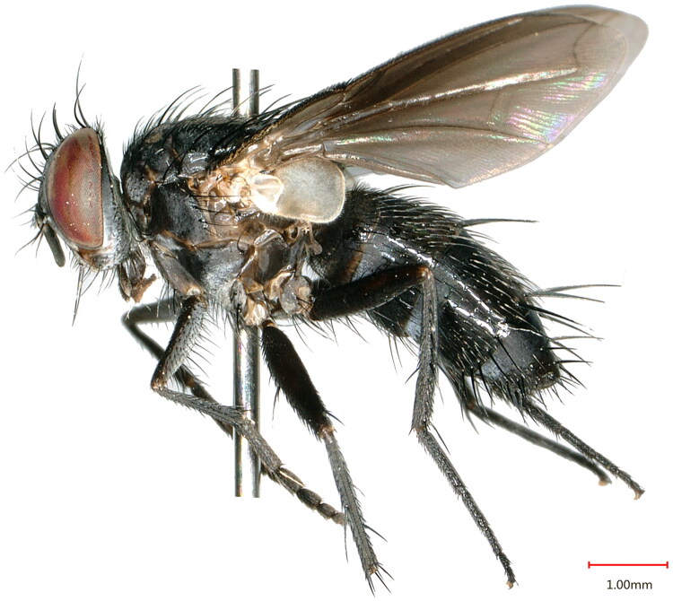 The complete mitochondrial genome of <i>Aneogmena fischeri</i> (Brauer & Bergenstamm, 1891) (Diptera: Tachinidae) with phylogenetic analysis.