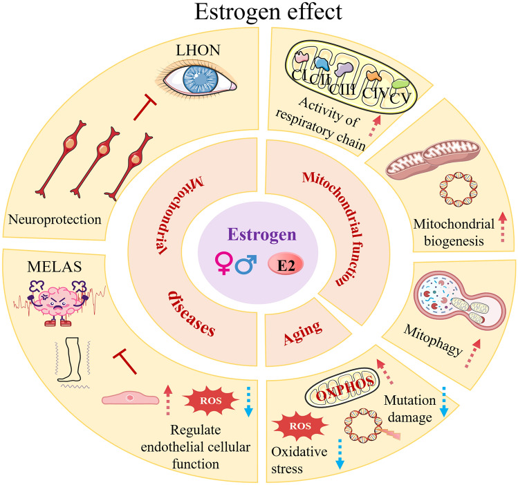 The Role of Estrogen in Mitochondrial Disease.