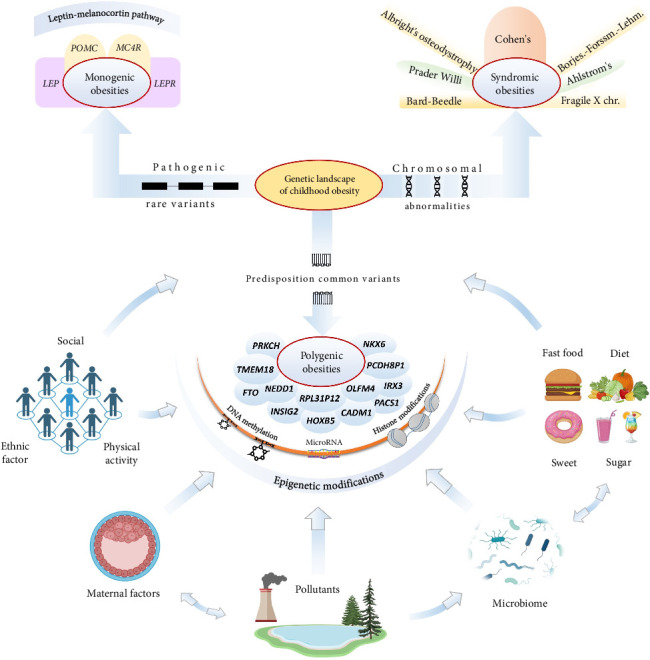 Genetic Landscape of Obesity in Children: Research Advances and Prospects.