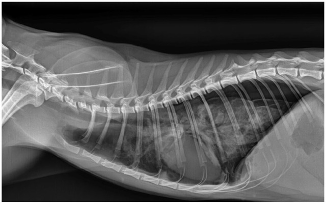 Lung ultrasound findings and therapeutic outcome in a cat with recurrent spontaneous pneumothorax caused by paragonimiasis.