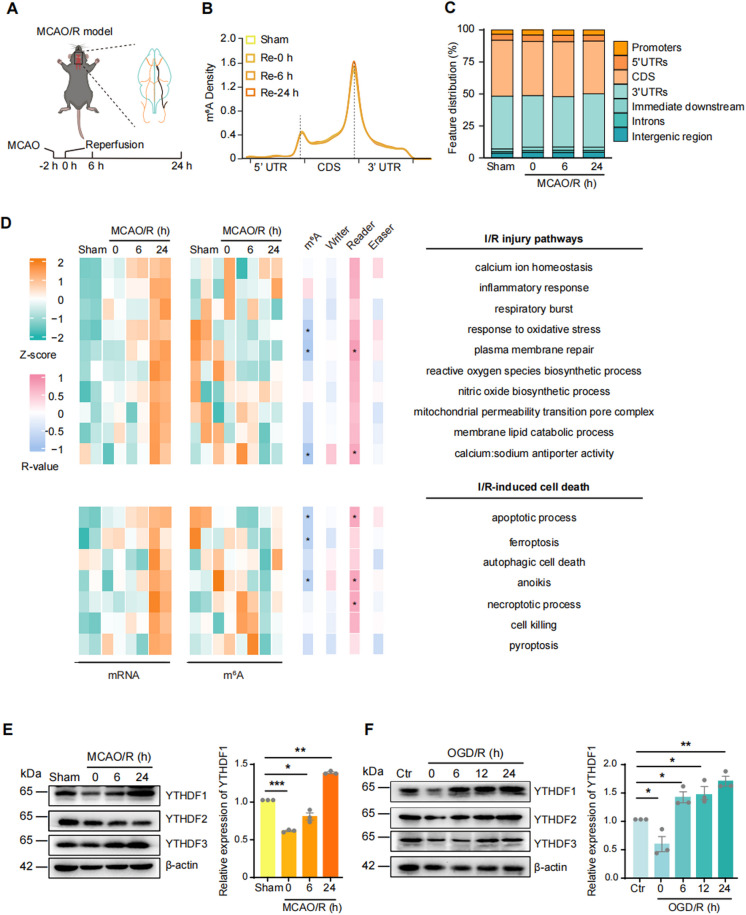 YTHDF1 promotes p53 translation and induces ferroptosis during acute cerebral ischemia/reperfusion through m<sup>6</sup>A-dependent binding.