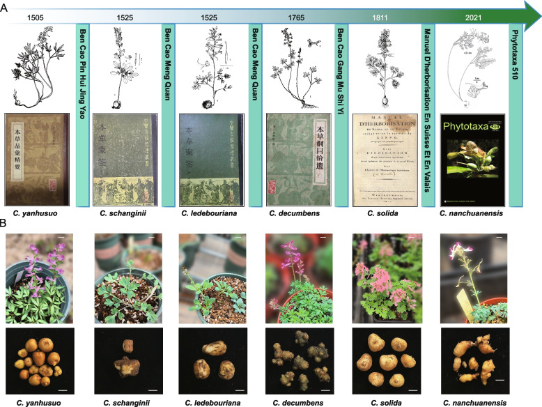 Metabolomic and evolutionary integration unveils medicinal potential in six Corydalis species.