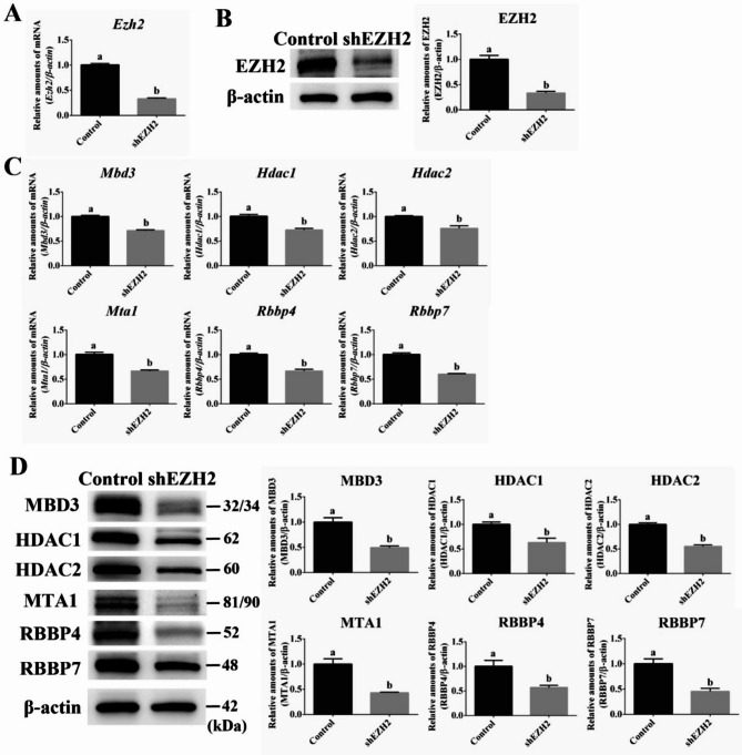 Interaction and regulatory expression of Polycomb and NuRD complexes in mouse embryonic stem cell under PKC inhibition.