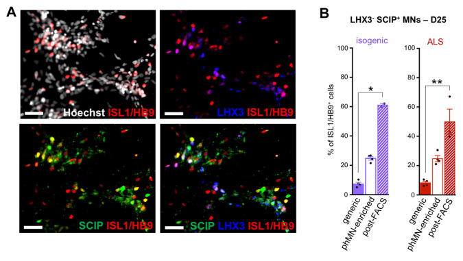 Derivation and Culture of Enriched Phrenic-Like Motor Neurons From Human iPSCs.