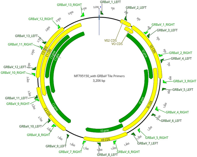 First detection and tracing of grapevine red blotch virus (GRBV) in Australia using tiled amplicon sequencing