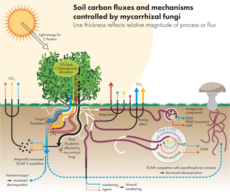 Towards understanding the impact of mycorrhizal fungal environments on the functioning of terrestrial ecosystems.