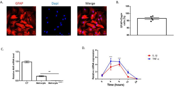 AhR regulation of amyloid beta-induced inflammation in astrocyte cells.