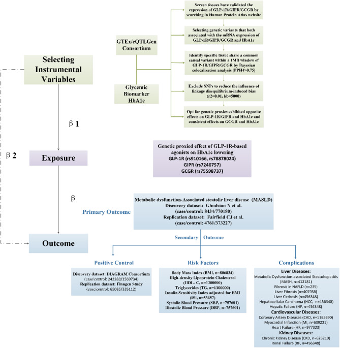 Systemic evaluation of the effects of monomeric GLP-1R-based agonists on MASLD and its complications.