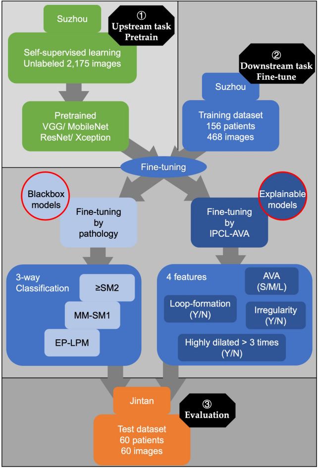 Explainable semi-supervised model for predicting invasion depth of esophageal squamous cell carcinoma based on the IPCL and AVA patterns.
