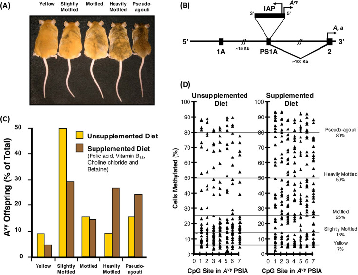 Epigenetics, human imprintome, and chronic diseases.