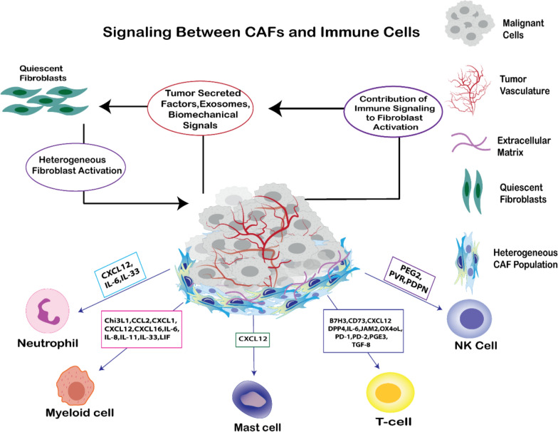Hydrogels as advanced drug delivery platforms for cancer immunotherapy: promising innovations and future outlook.