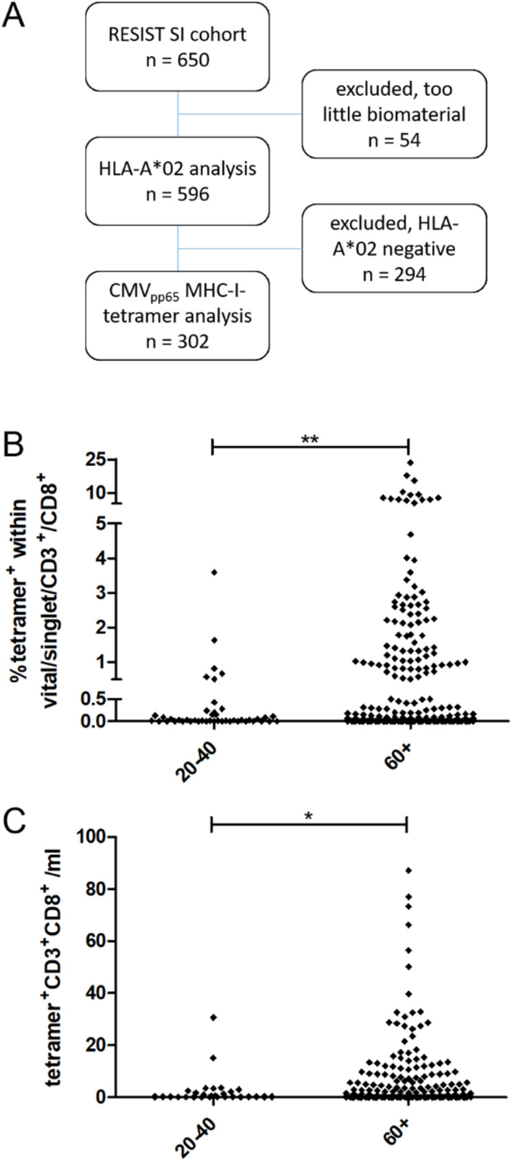 Different CMV-specific effector T cell subtypes are associated with age, CMV serostatus, and increased systolic blood pressure.