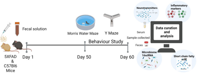 Gut Microbiome rewiring via fecal transplants: Uncovering therapeutic avenues in Alzheimer's disease models.