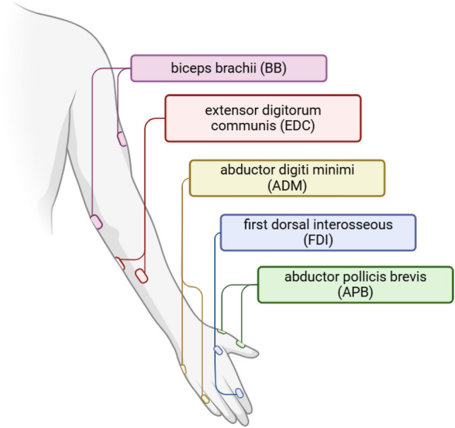 On the Relation Between the Interstimulus Intervals and Multi-Muscle nTMS Motor Mapping.