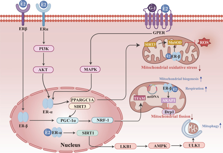 The Role of Estrogen in Mitochondrial Disease.