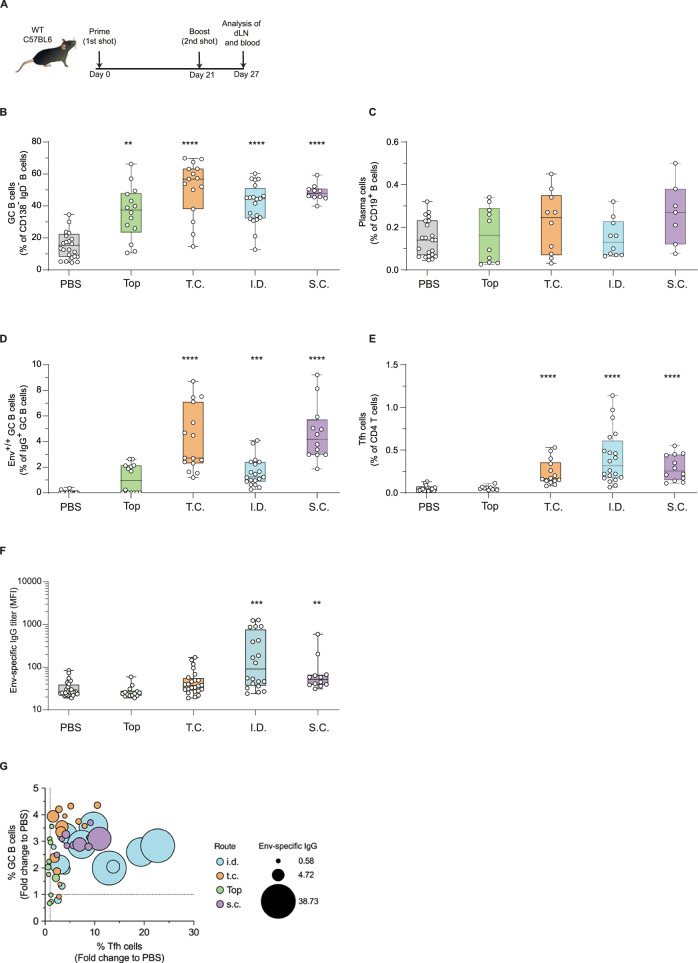 Targeting Langerhans cells via skin delivery of HIV Envelope enhances the antibody response to vaccination.