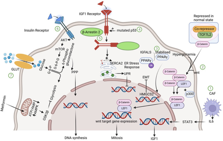 Link between type 2 diabetes mellitus and hepatocellular carcinoma.