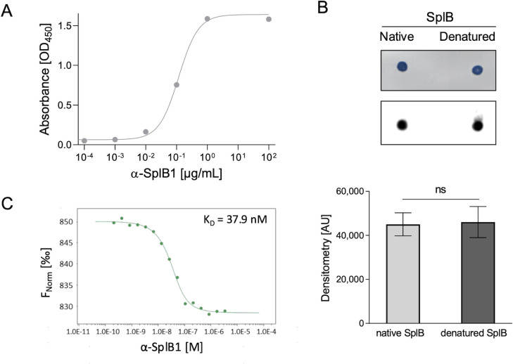 Monoclonal antibody neutralizes <i>Staphylococcus aureus</i> serine protease-like protein B (SplB)-induced pathology.