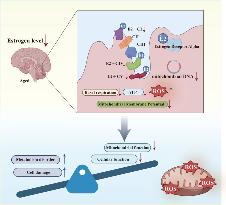 The Role of Estrogen in Mitochondrial Disease.