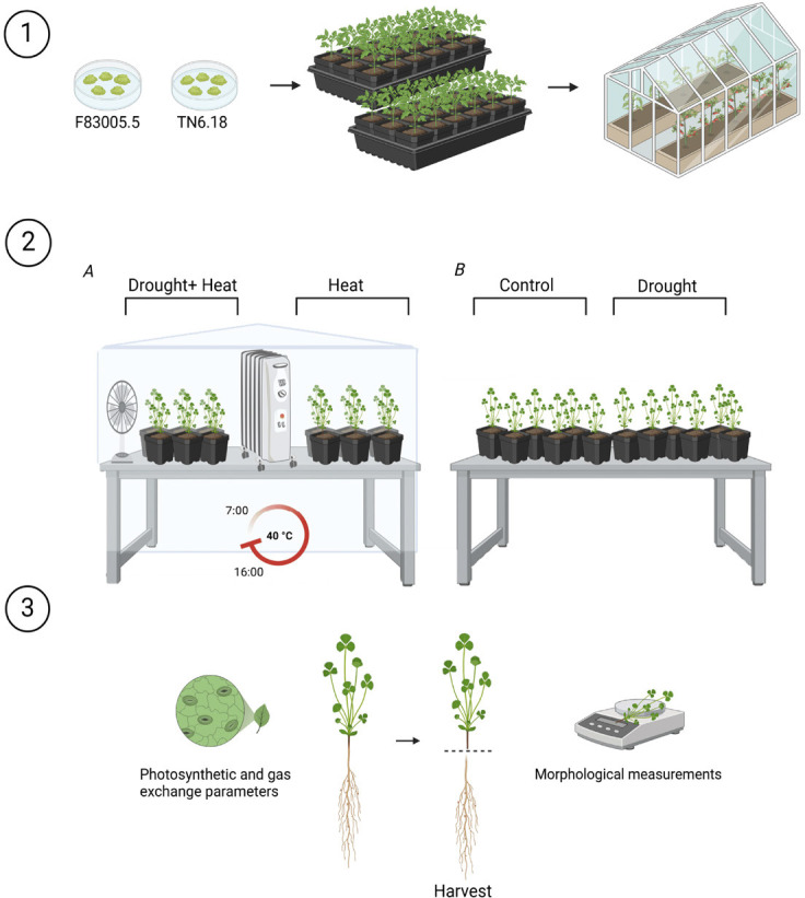 Synergistic effects of drought and heat stress on <i>Medicago truncatula</i>: understanding growth response and photosynthetic mechanisms.