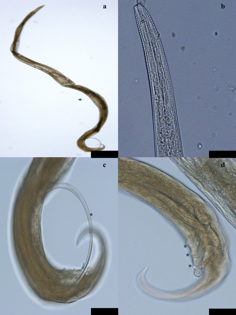 Microtetrameres cloacitectus in Eurasian buzzard (Buteo buteo): pathology, phylogenetics, and seasonality.