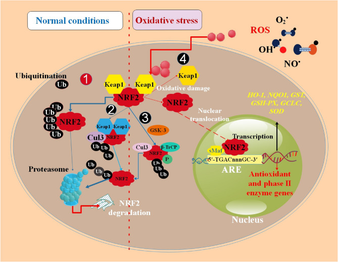 The Role of Nrf2 in the Regulation of Periodontitis, Peri-implantitis, Dentin Infection, and Apical Periodontitis.