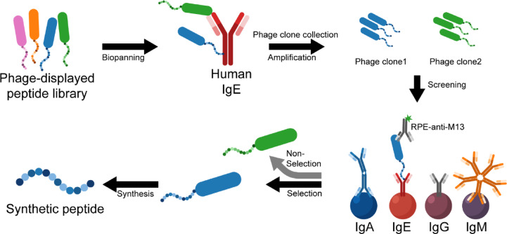 Identification of novel human IgE-binding peptides from a phage display library for total IgE detection.