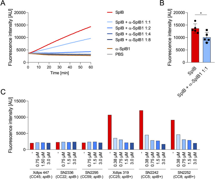 Monoclonal antibody neutralizes <i>Staphylococcus aureus</i> serine protease-like protein B (SplB)-induced pathology.