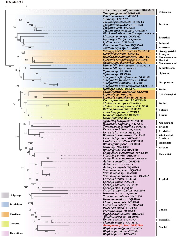 The complete mitochondrial genome of <i>Aneogmena fischeri</i> (Brauer & Bergenstamm, 1891) (Diptera: Tachinidae) with phylogenetic analysis.